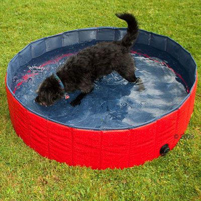 47899_2_doggy_pool_1.jpg