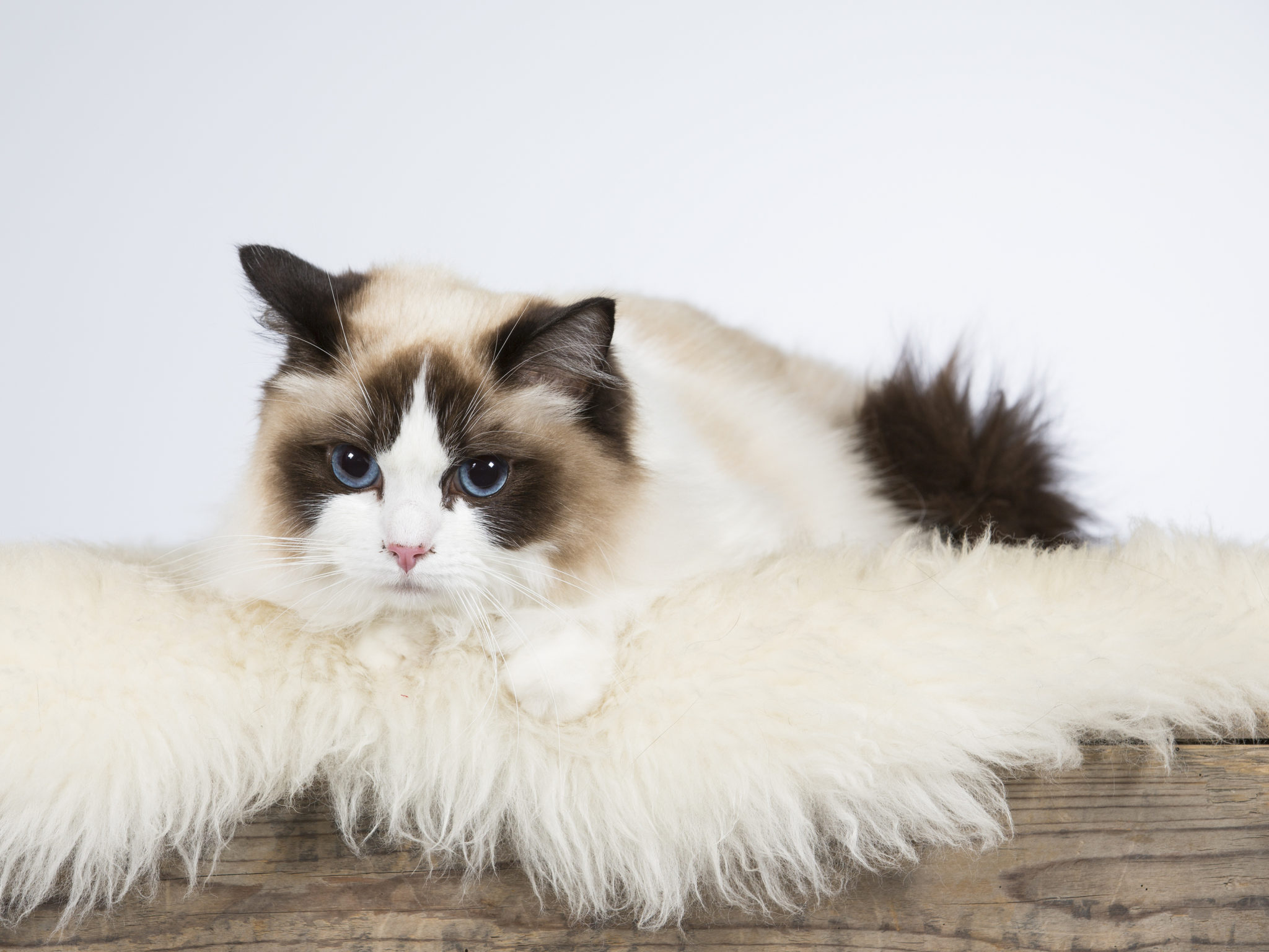 ragdoll-rassebeschreibung-zooplus-katzenmagazin