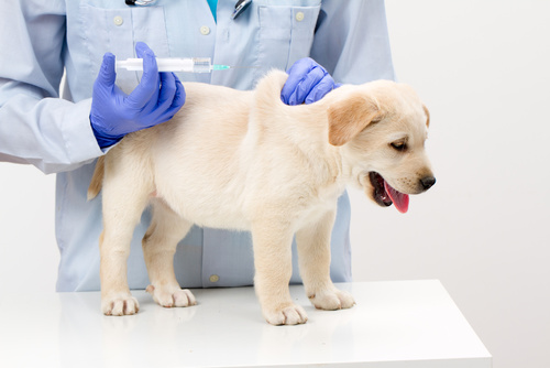 Die wichtigsten Impfungen für Ihren Hund und Welpen Hundegesundheit