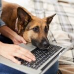 Hund Laptop