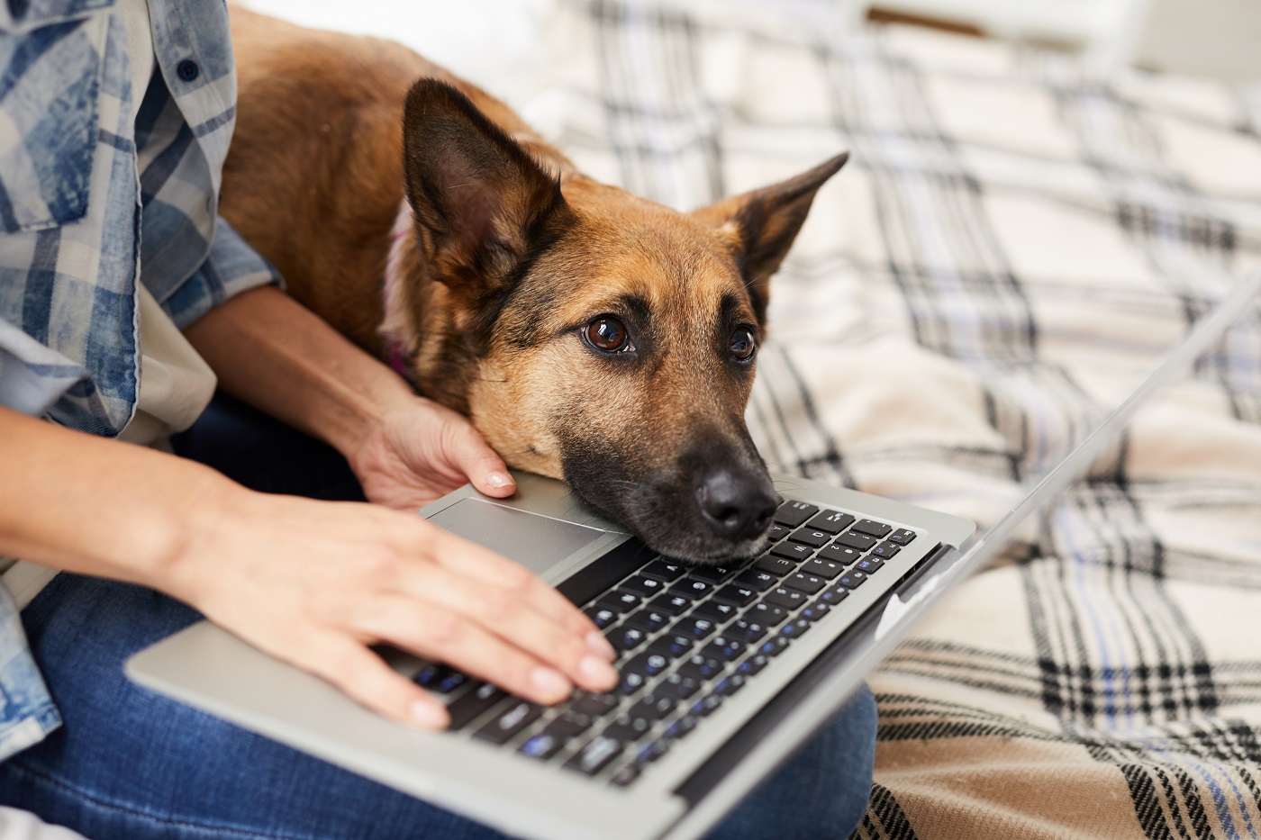 Hund Laptop