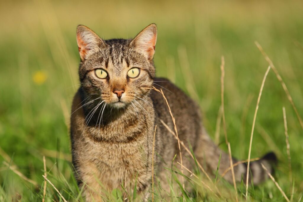 Die Top 10 Der Beliebtesten Katzenrassen 2022 | Zooplus Blog