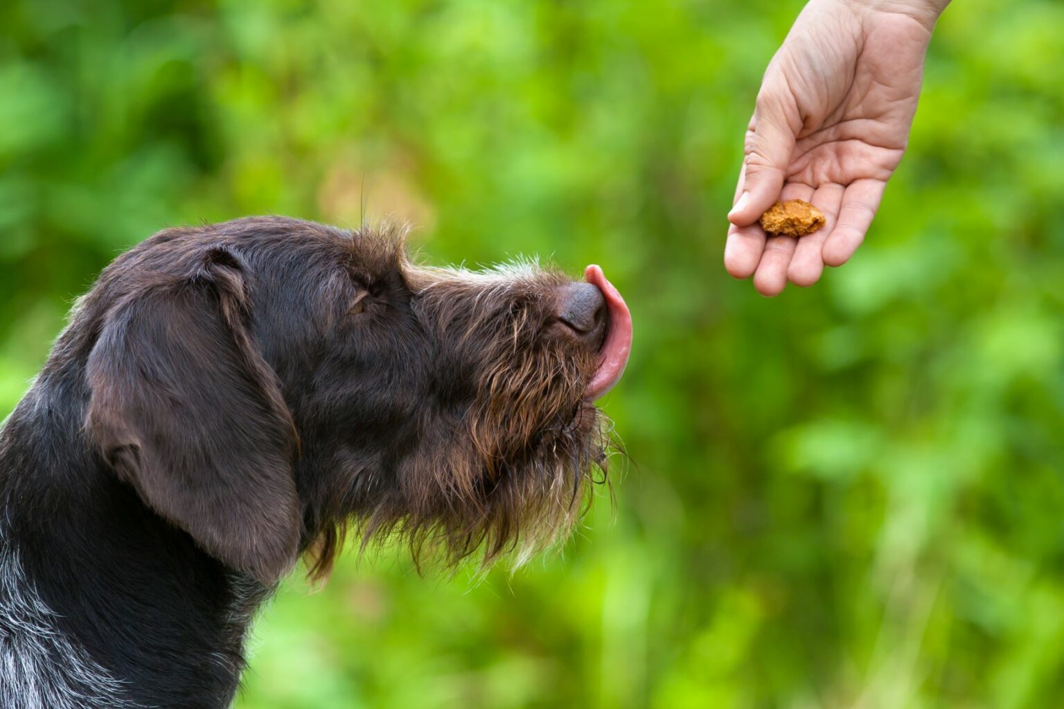 Wann ist mein Hund übergewichtig? zooplus Hundemagazin