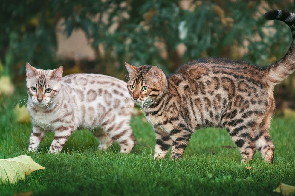 zwei Bengalkatzen in zwei Farben