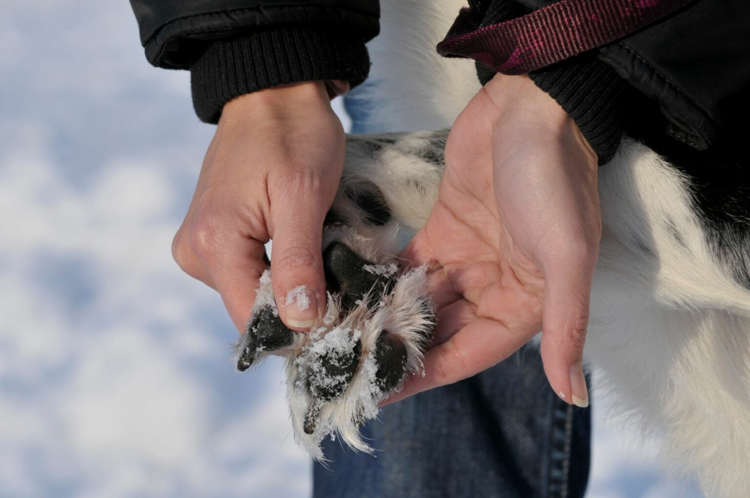Hund im Winter Tipps für die kalte Jahreszeit zooplus