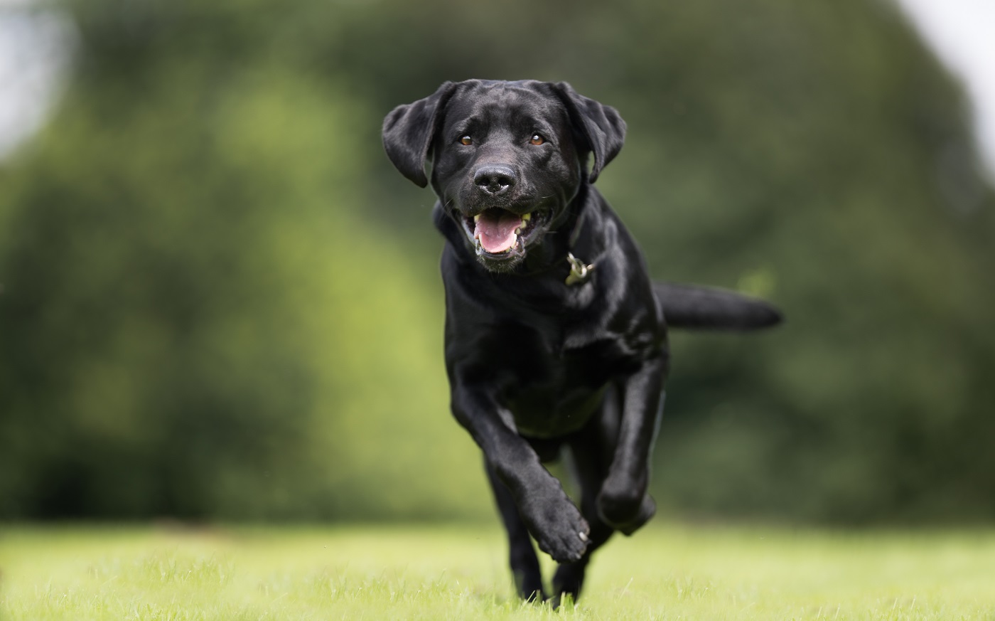 schwarzer Labrador (Black Labrador)