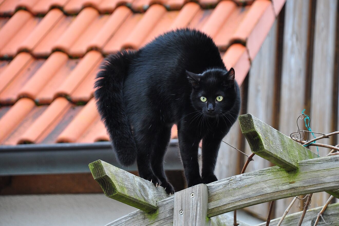 ängstliche Katze macht Katzenbuckel