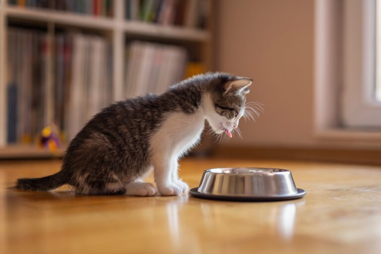 Kitten Ernährung kitten richtig füttern