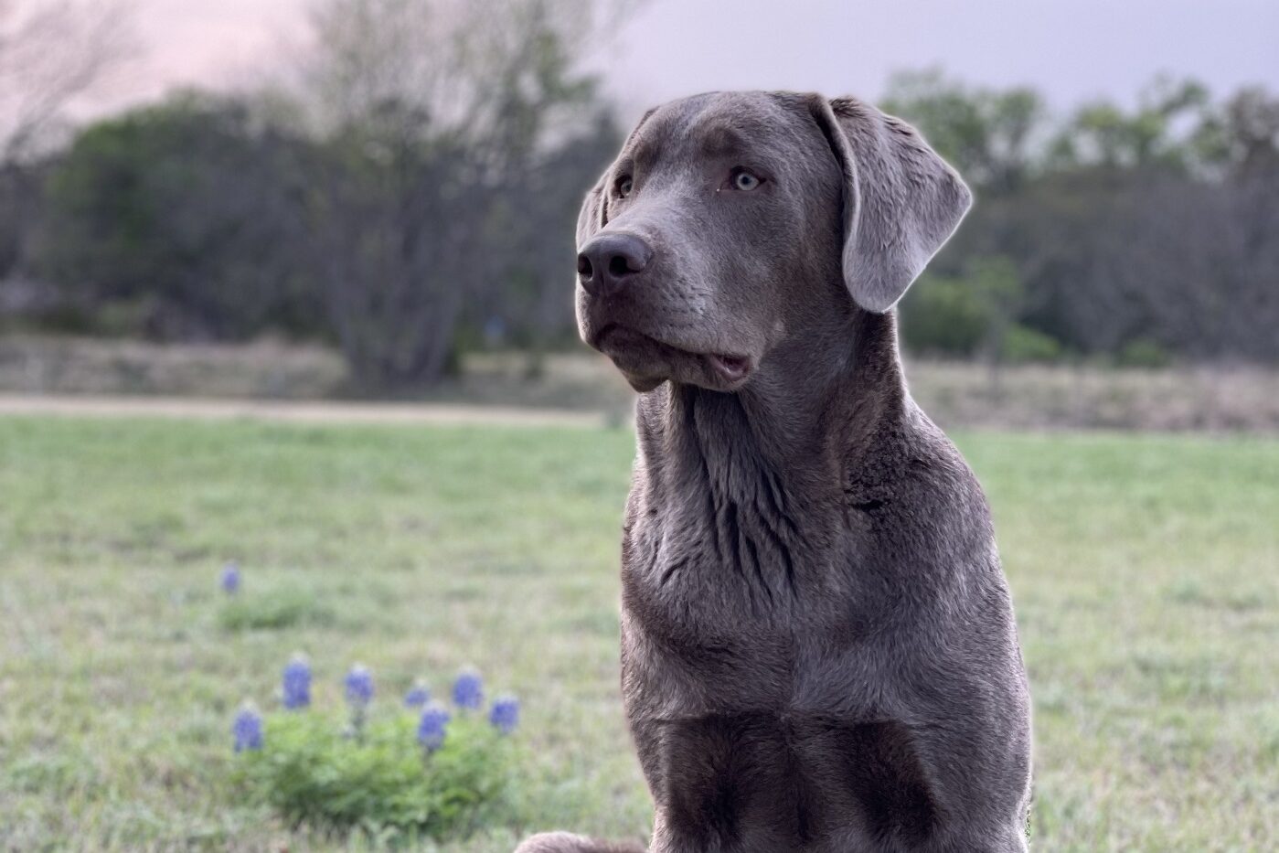 dunkelgrauer Labrador Retriever (Charcoal)