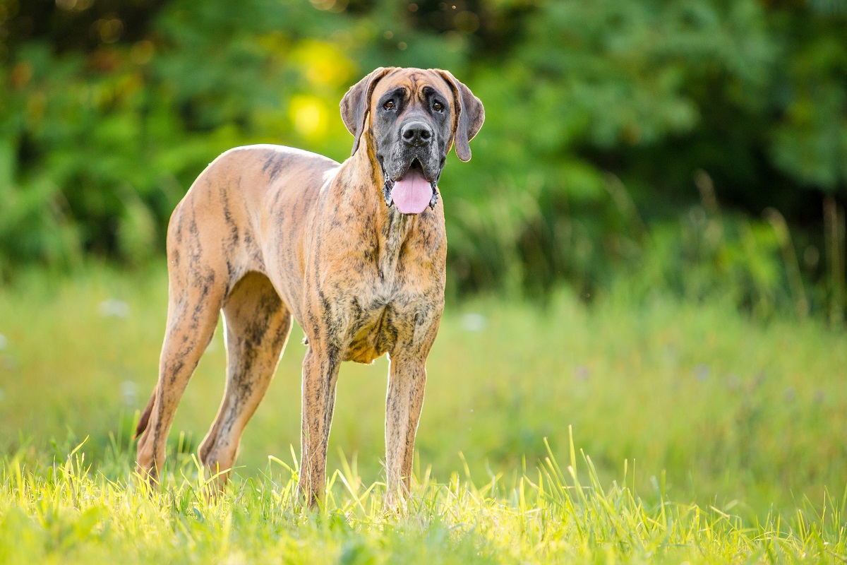 Deutsche Dogge gelb gestromt