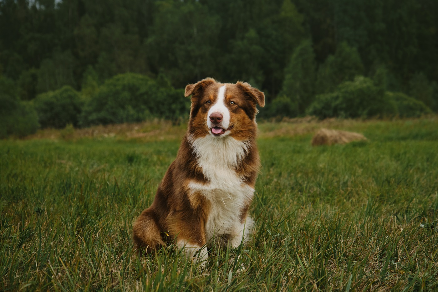 Australian Shepherd braun weiß