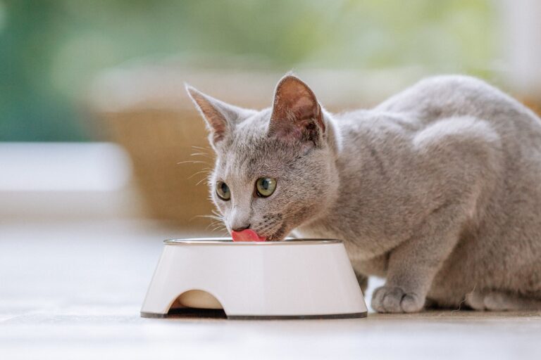 Katze frisst spezielles futter für kastrierte katzen