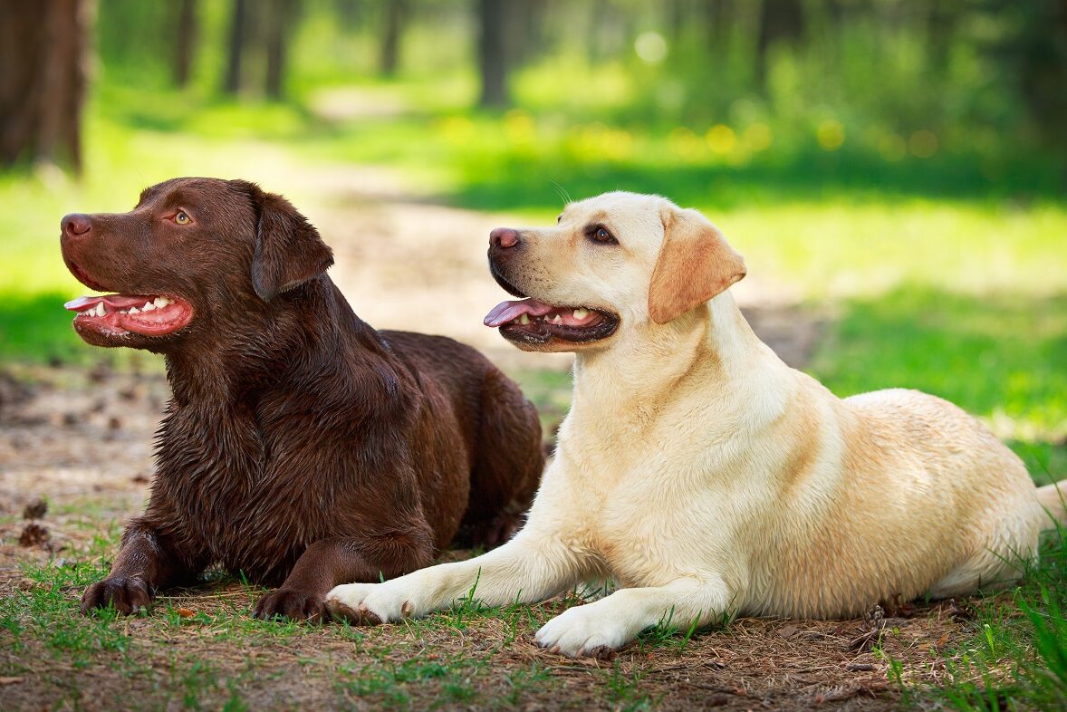 Brauner Labrador (Chocolat Labrador) und beiger/gelber Labrador