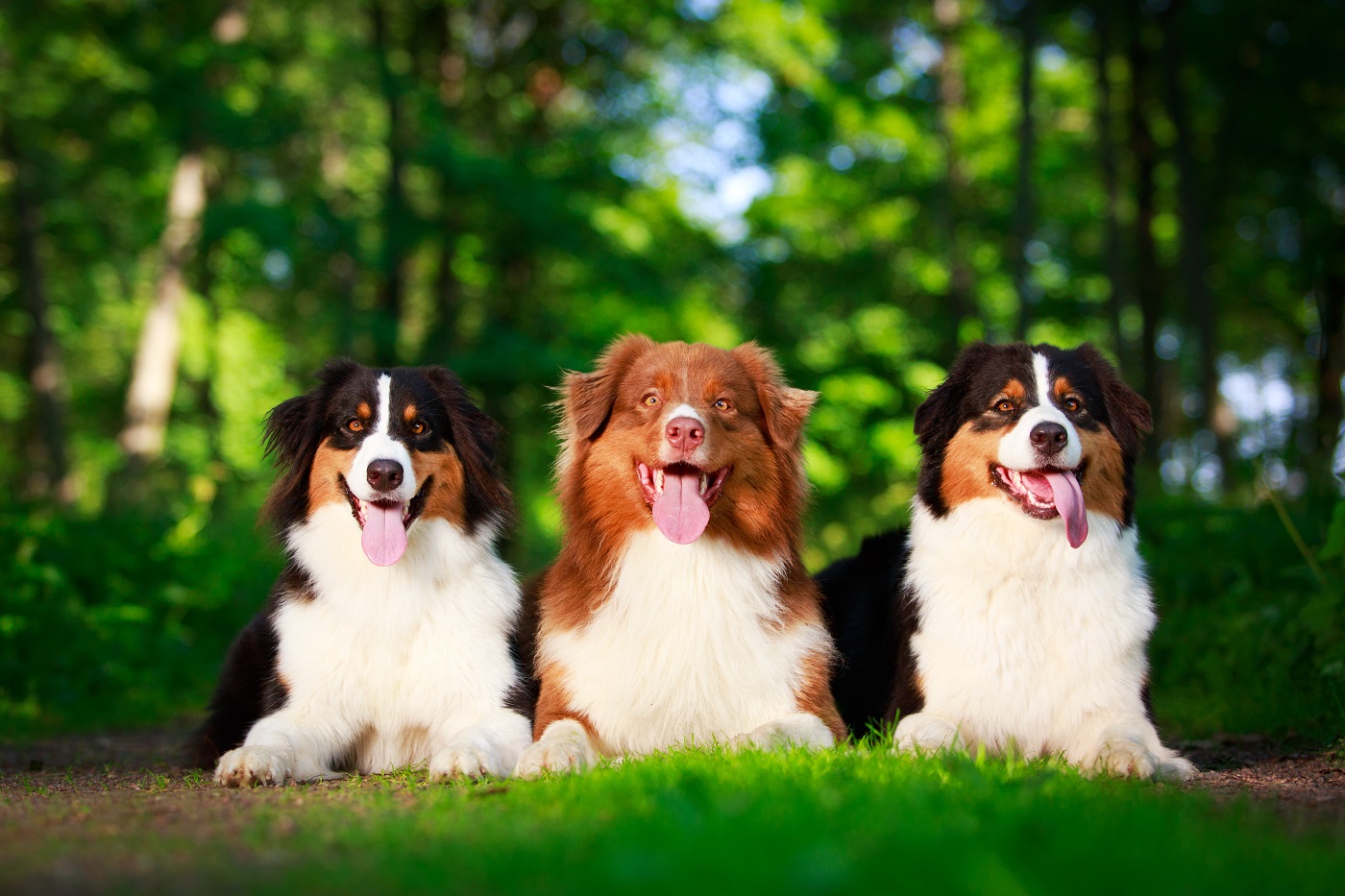 Australian Shepherds ohne Merle in Tricolor und rot-weiß