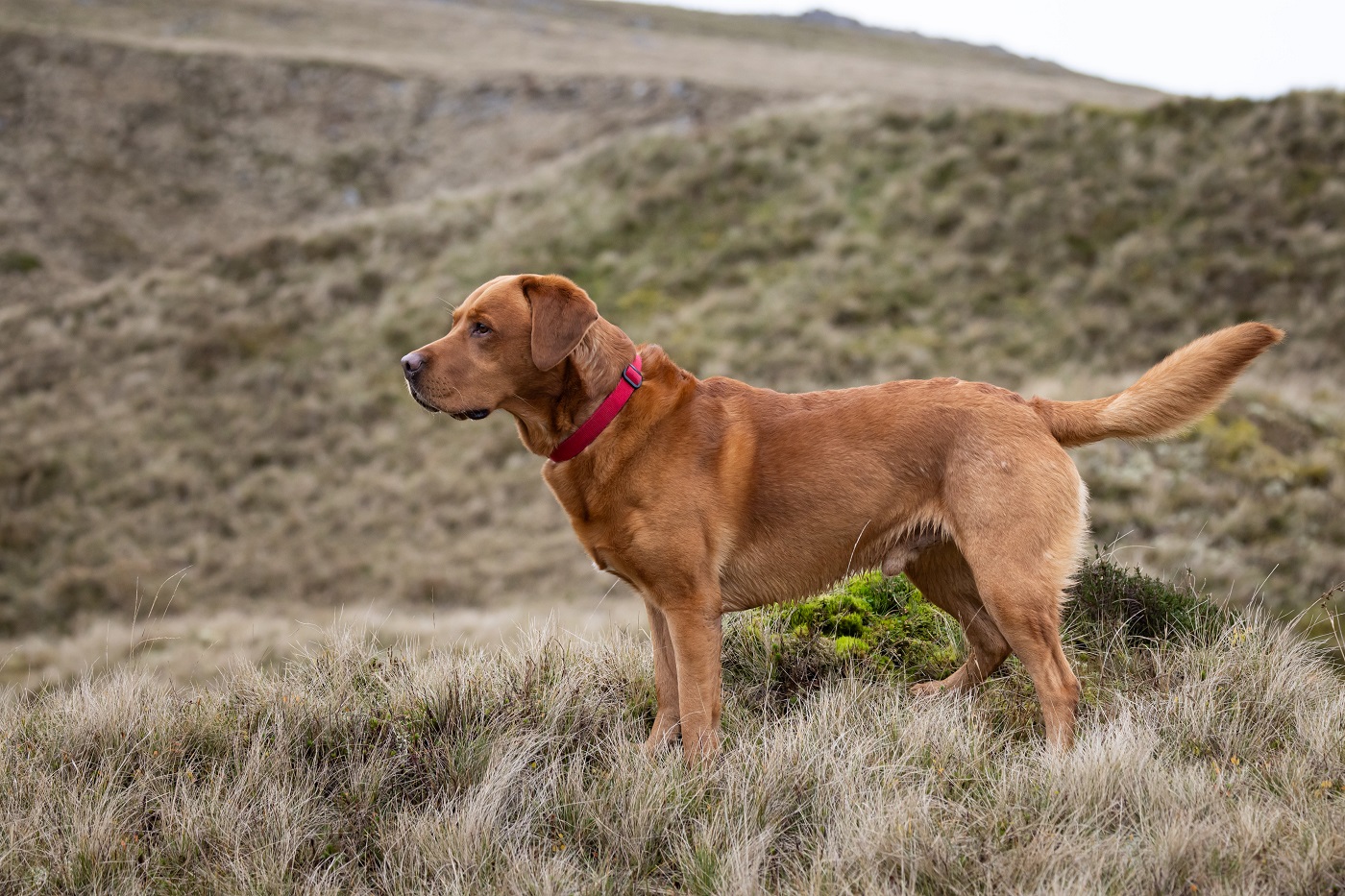 Foxred Labrador (fuchsrot labrador)