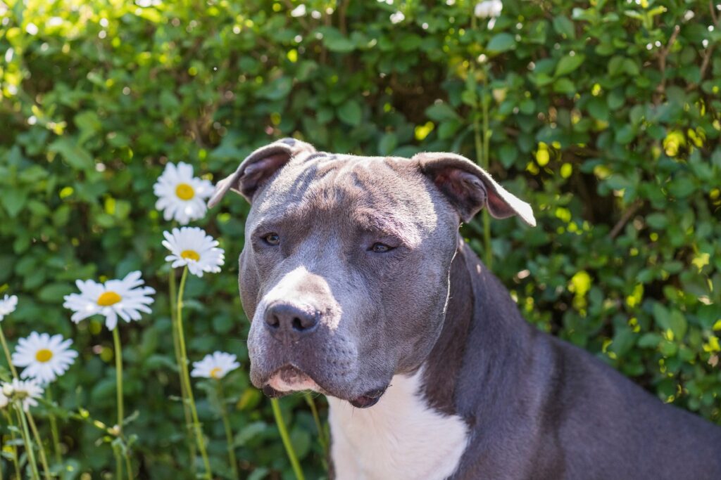 American Staffordshire Terrier grau