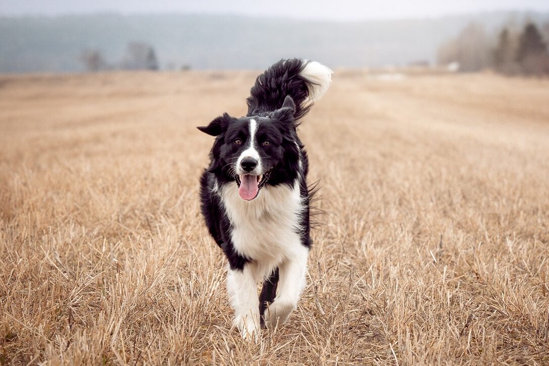 Australian Shepherd schwarz-weiß