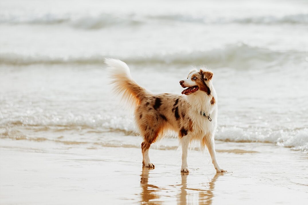 australian shepherd red merle