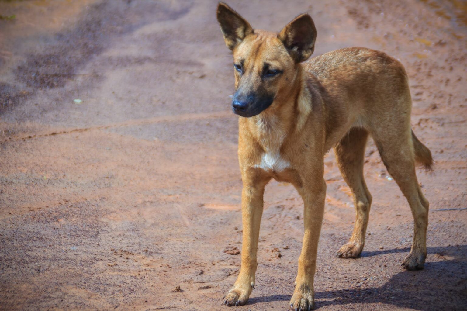 Hund entwurmen Das müssen Hundehalter wissen zooplus