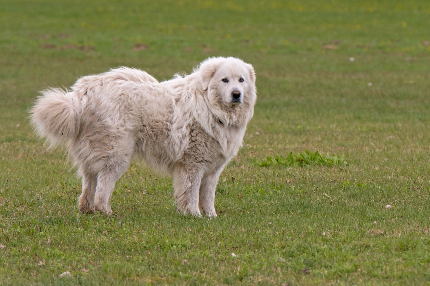 Pyrenäenberghund im Gras