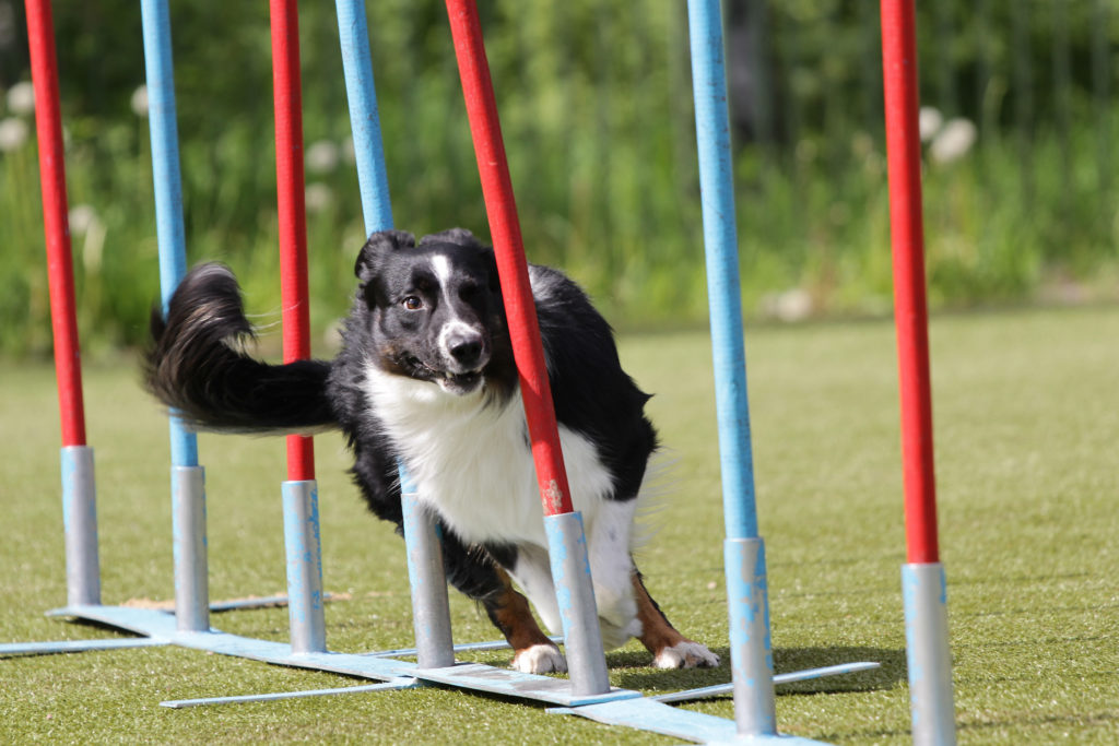 Agility mit dem Hund Voraussetzungen &amp; Geräte zooplus