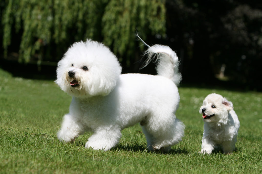 23+ Dog Breeds Bichon Frise l2sanpiero