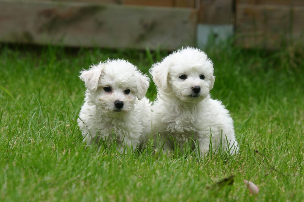 Bichon Frisé Charakter, Lebenserwartung &amp; Haltung zooplus