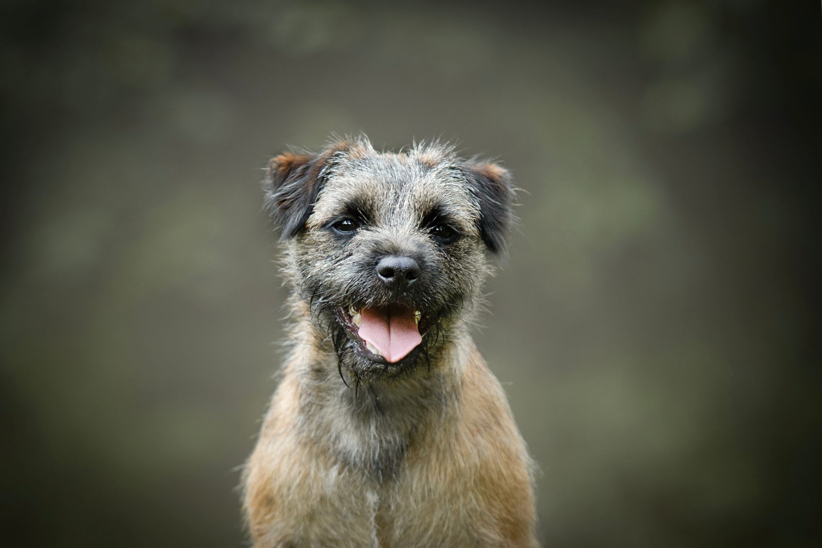 border terrier hechelt