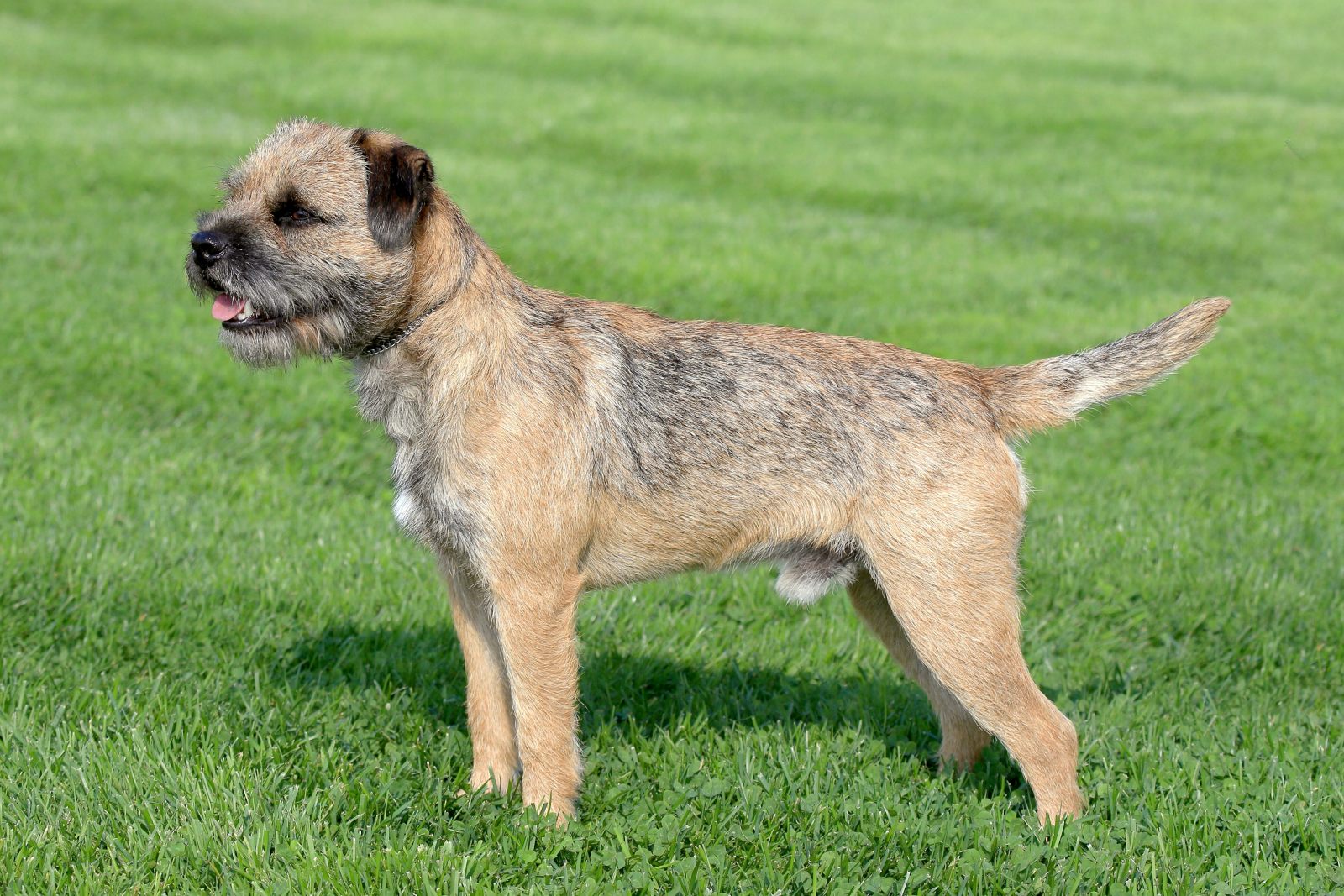 border terrier von der seite