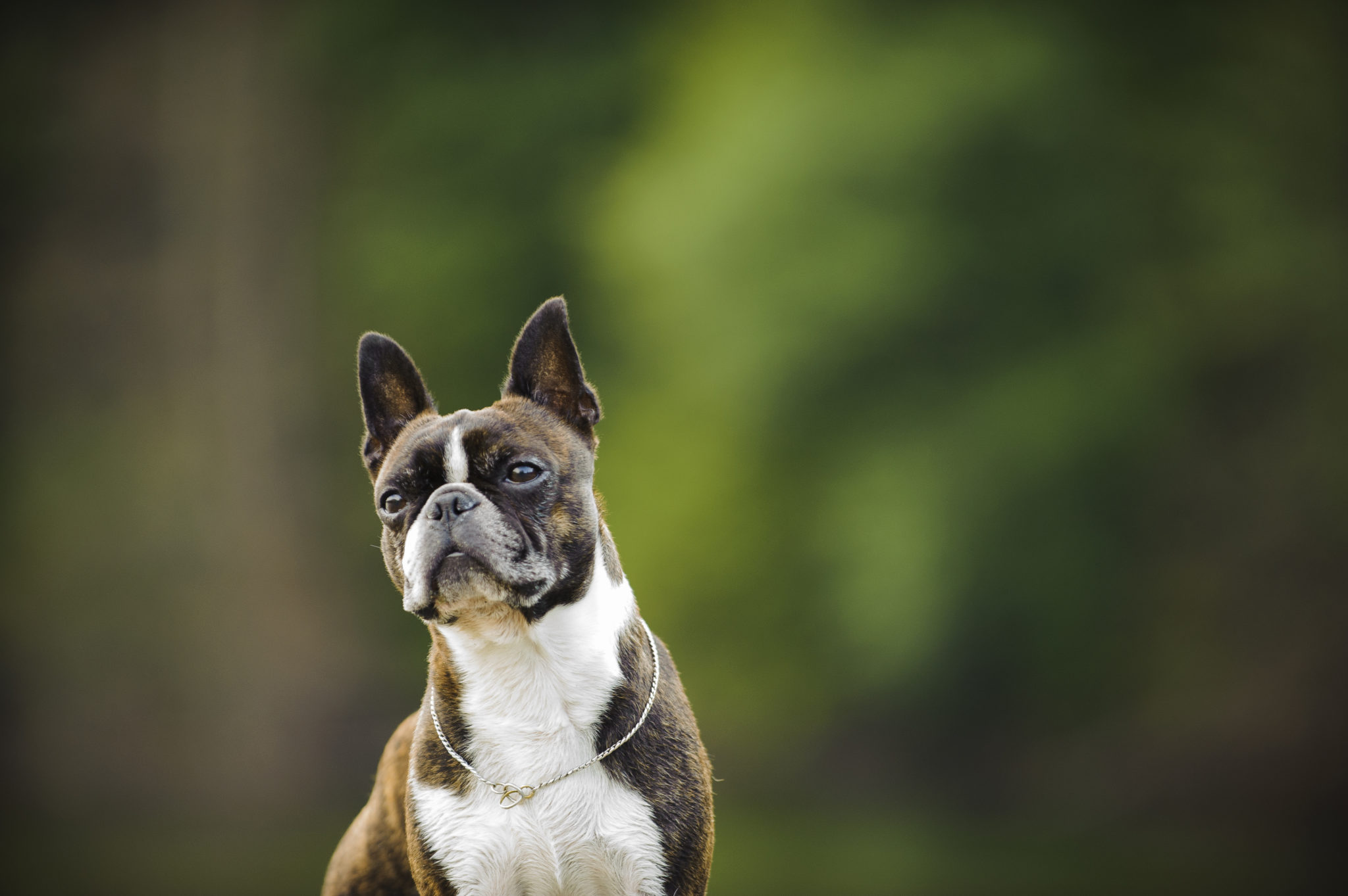 Boston Terrier Charakter, Haltung & Pflege - Rassebeschreibung | zooplus