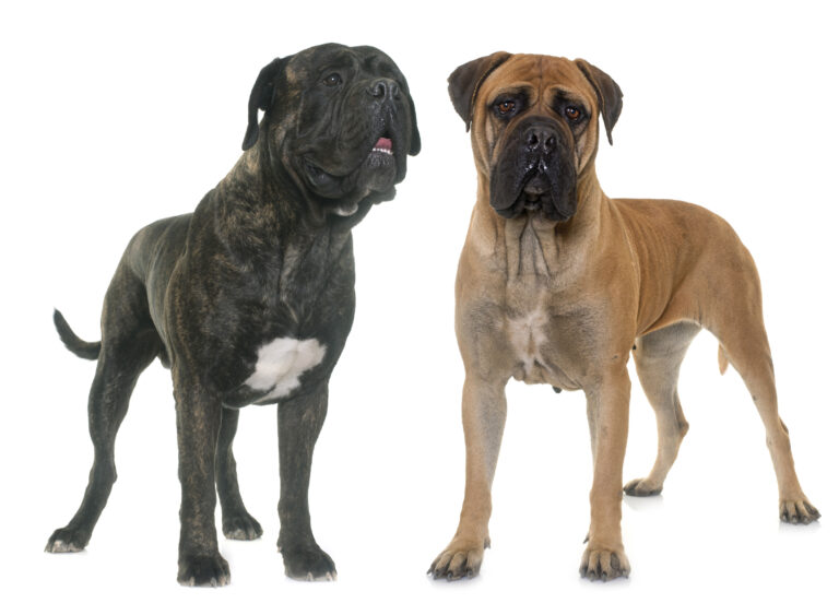 bullmastiff im studio