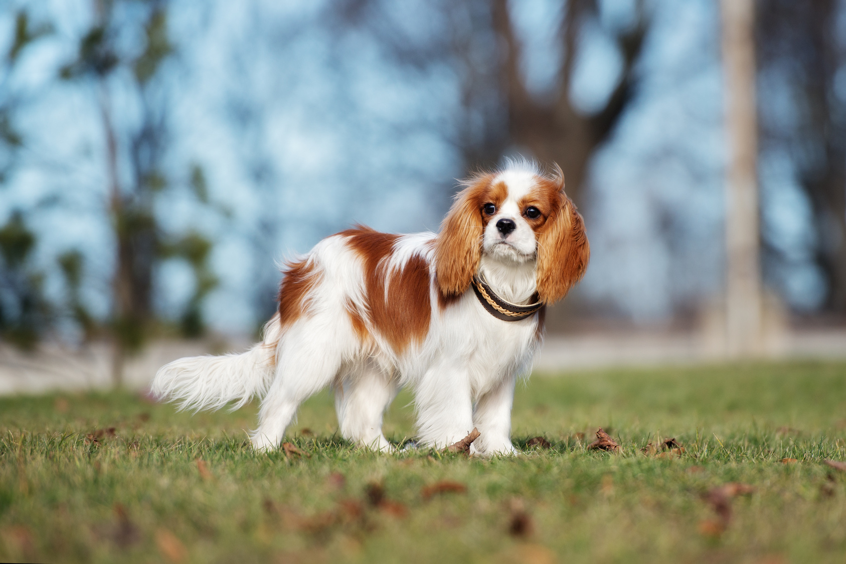 Cavalier King Charles Spaniel Rassebeschreibung - Hundemagazin