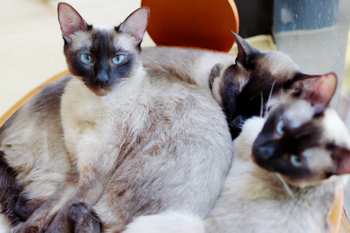 drei thai katzen in körbchen
