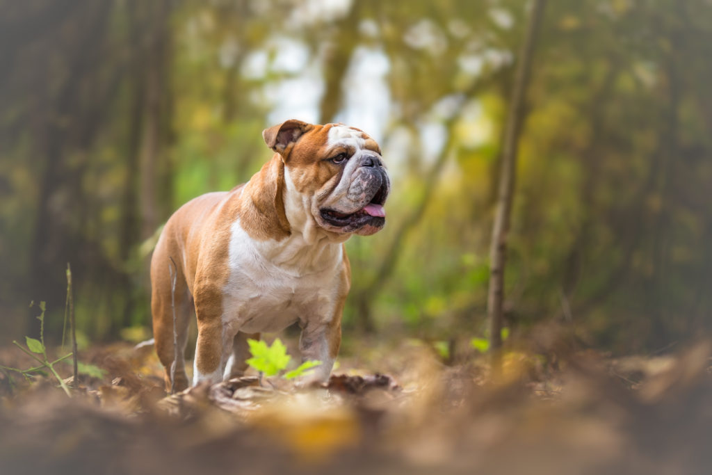 Englische Bulldogge Charakter Erziehung Pflege Zooplus