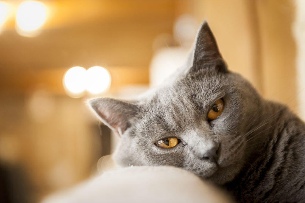 Chartreux Kartauser Katze Charakter Haltung Pflege Zooplus