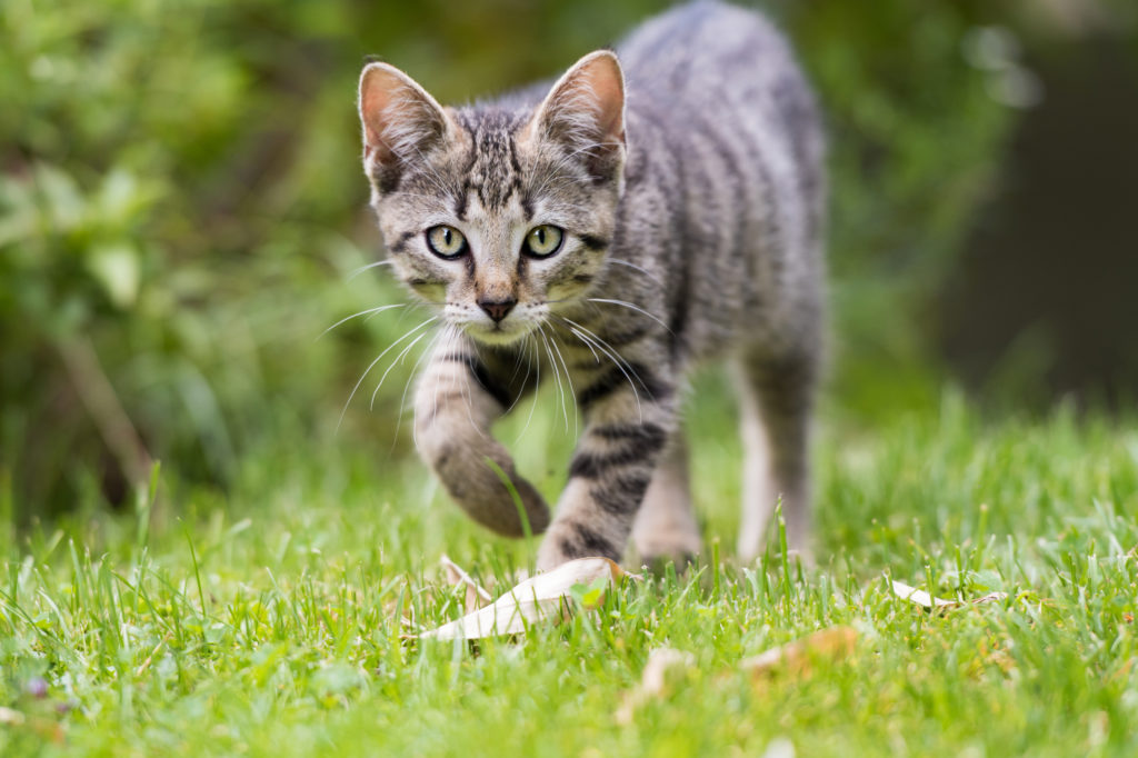 So Machen Sie Ihren Garten Katzensicher Zooplus Magazin