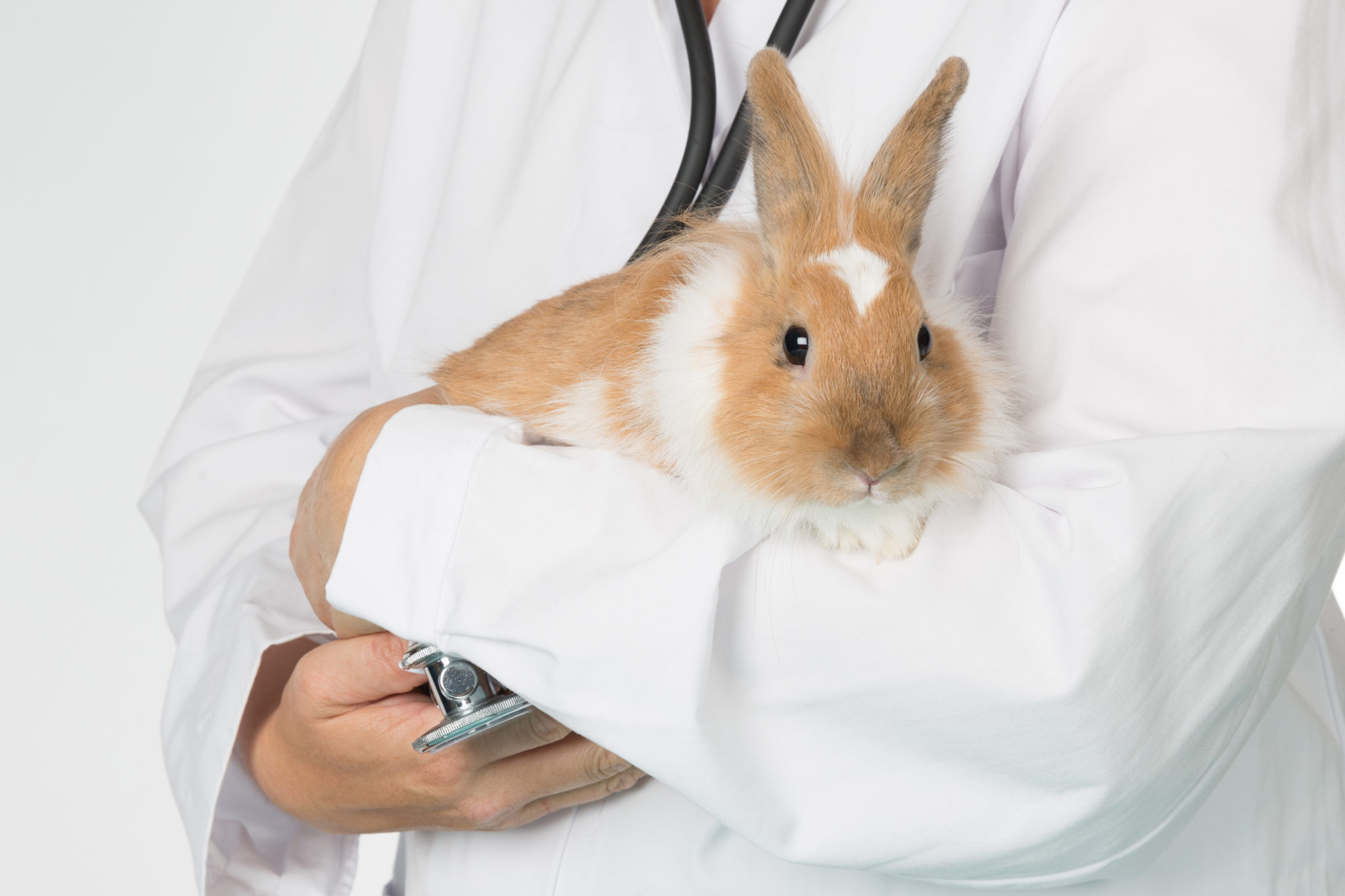Kaninchenschnupfen Symptome, Ursache, Behandlung