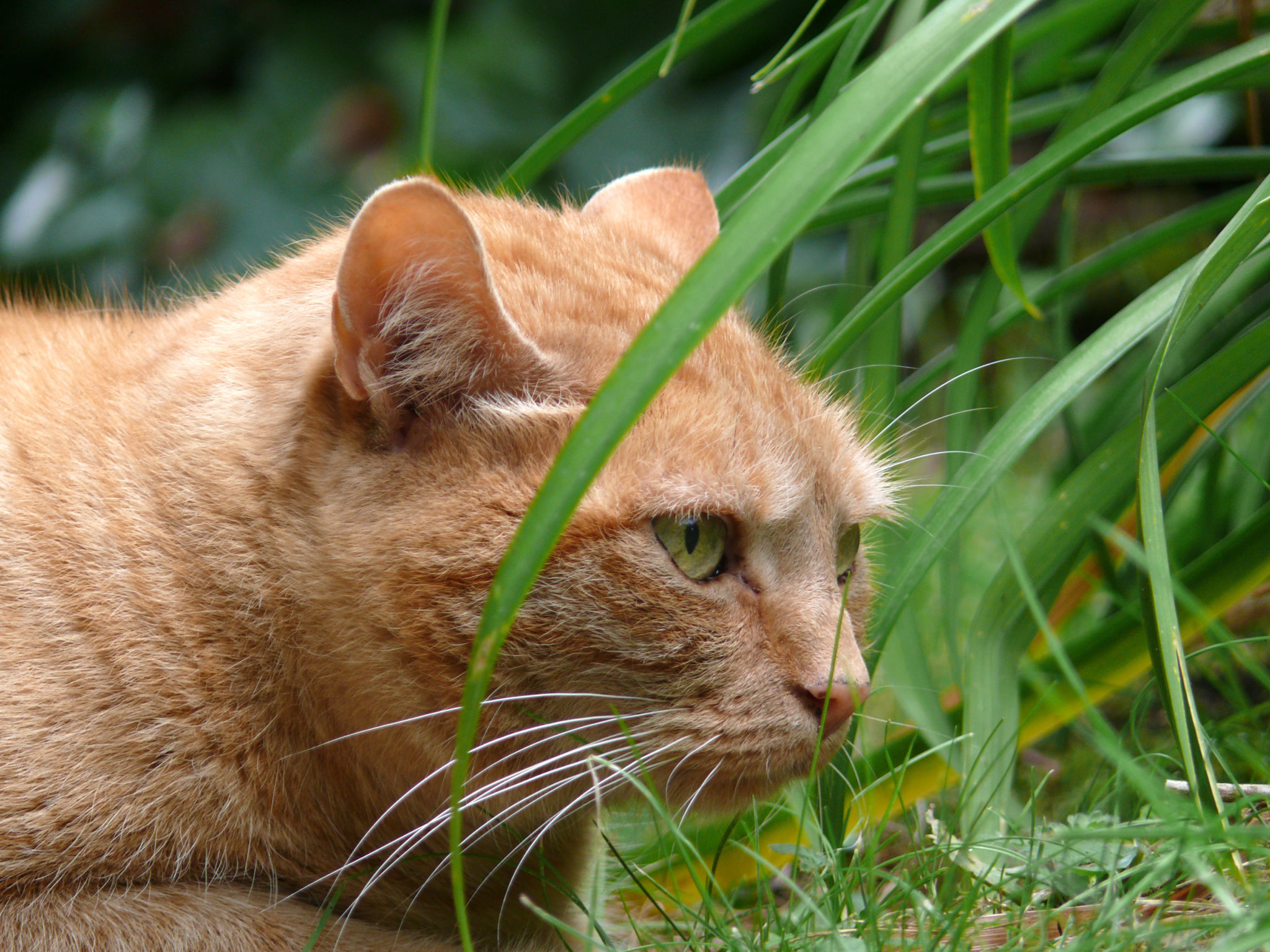 Ungiftige Pflanzen Fur Katzen Zooplus Katzenmagazin