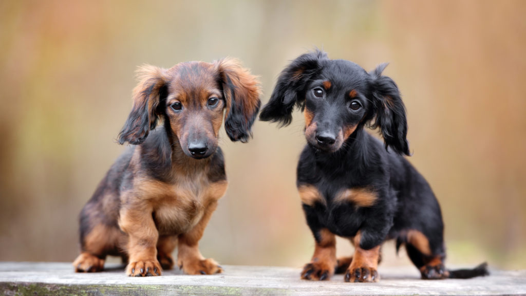 Dackel (Dachshunde) Charakter, Haltung und Pflege | zooplus