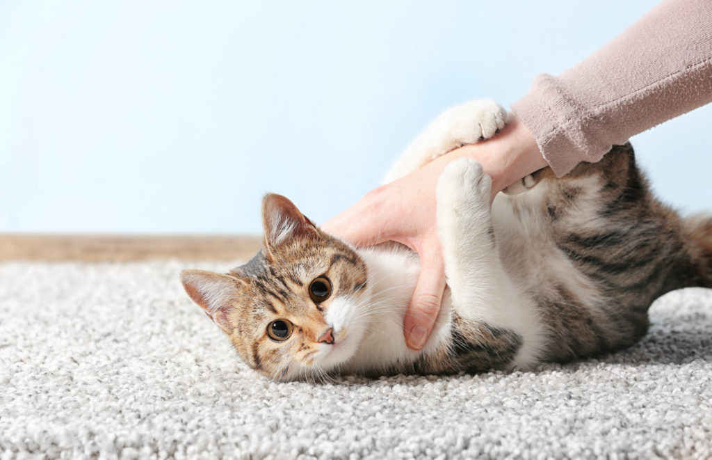 Welche Gefahren birgt Toxoplasmose für Katzen und Mensch? zooplus
