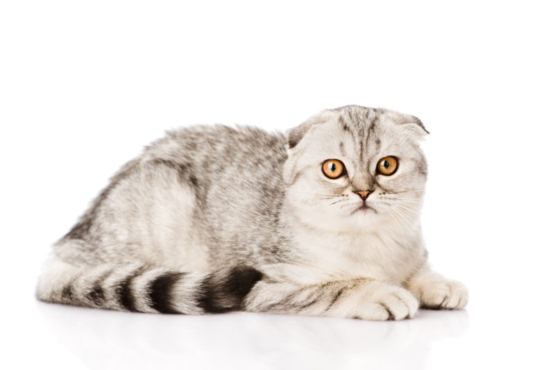 Scottish Fold Schottische Faltohrkatze Charakter Haltung