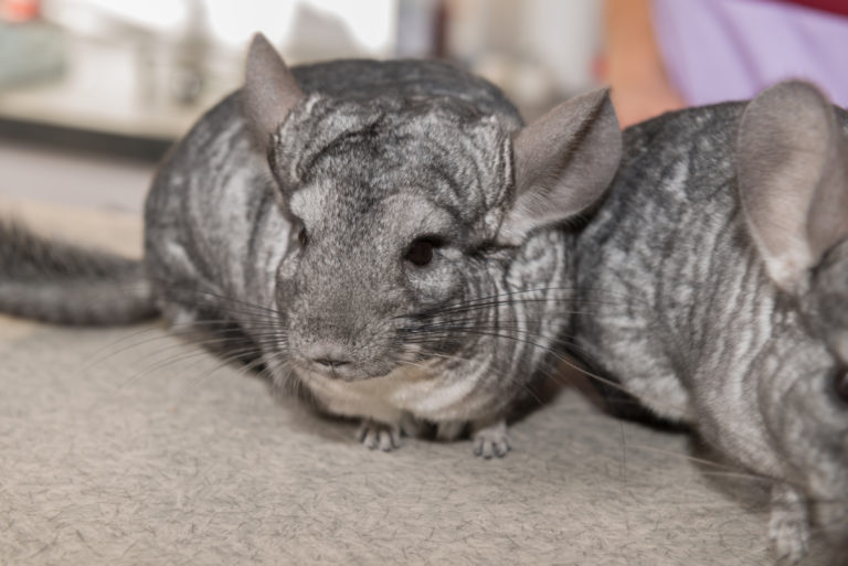 Was tun, wenn mein Chinchilla Haarausfall hat? zooplus Magazin