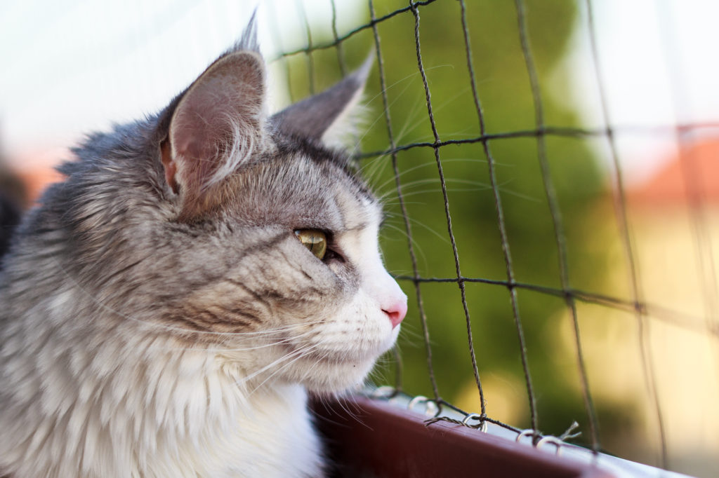 Balkon Katzensicher Machen Tipps Tricks Zooplus Magazin