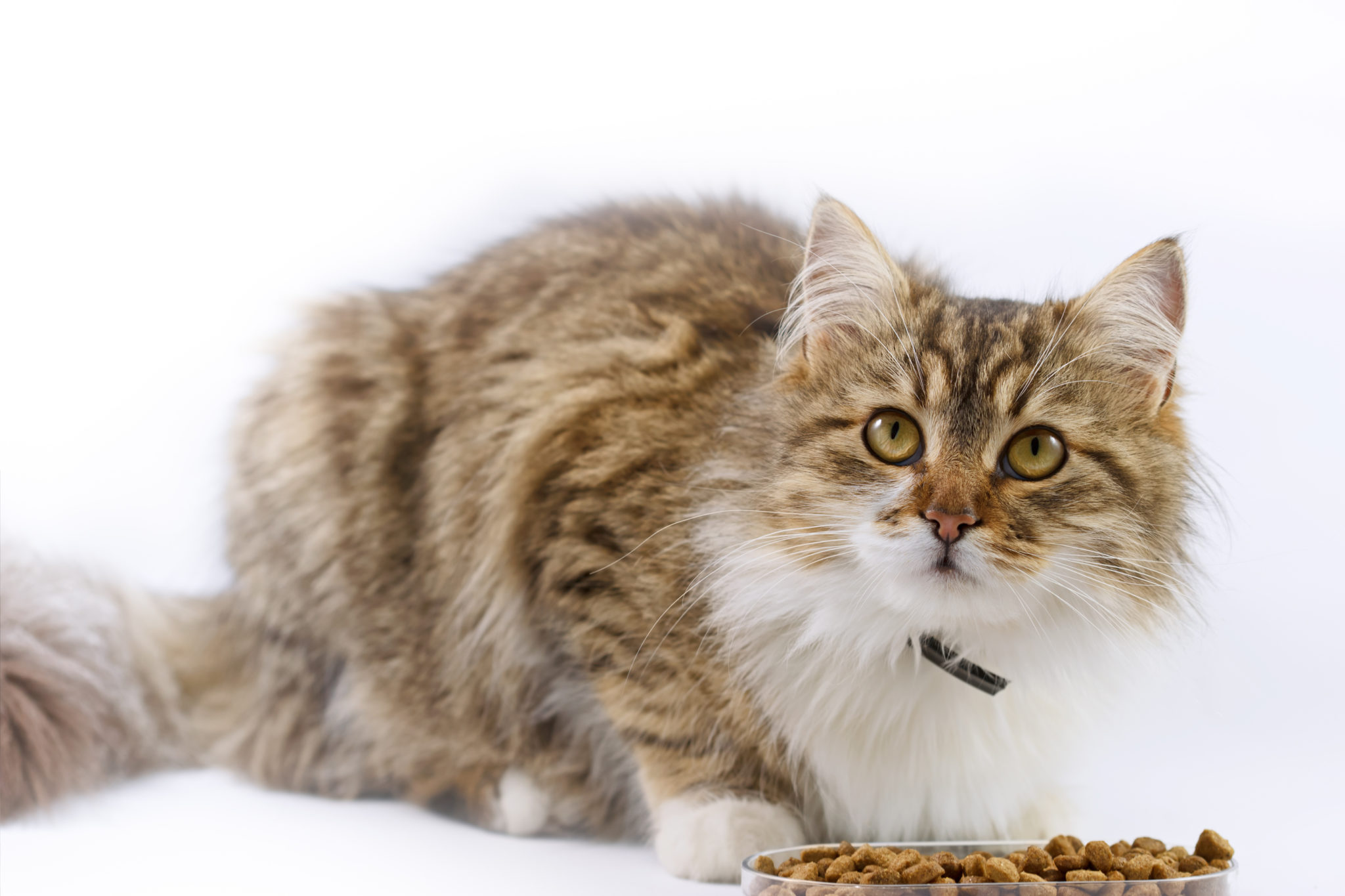 Katzen Mit Diabetes Was Muss Bei Der Ernährung Beachtet