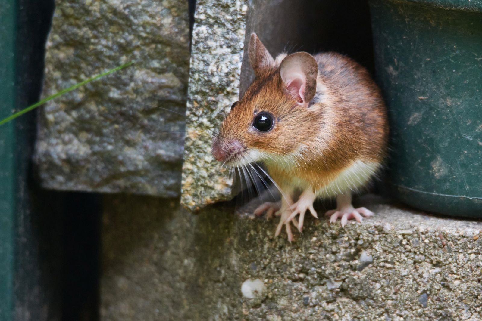 Versteck für kleinere Nager wie Hamster und Mäuse