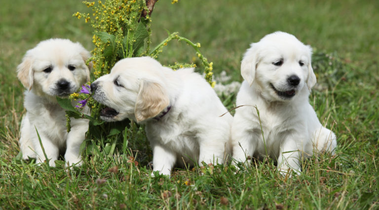 Golden Retriever: Charakter, Größe, Eigenschaften - GolDen Retriever Welpen 768x426