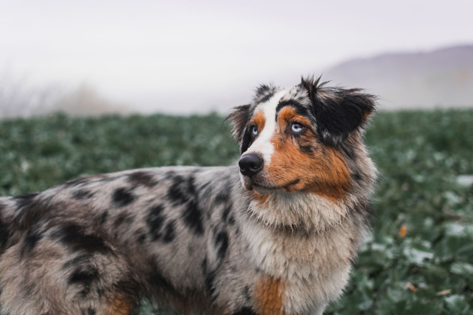 Australian shepherd blue merle hund draußen im herbst