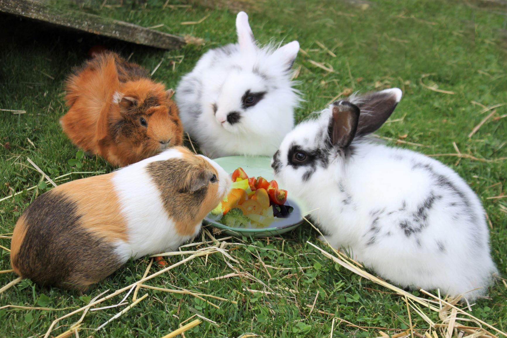 kaninchen hamster ernährung gemüse