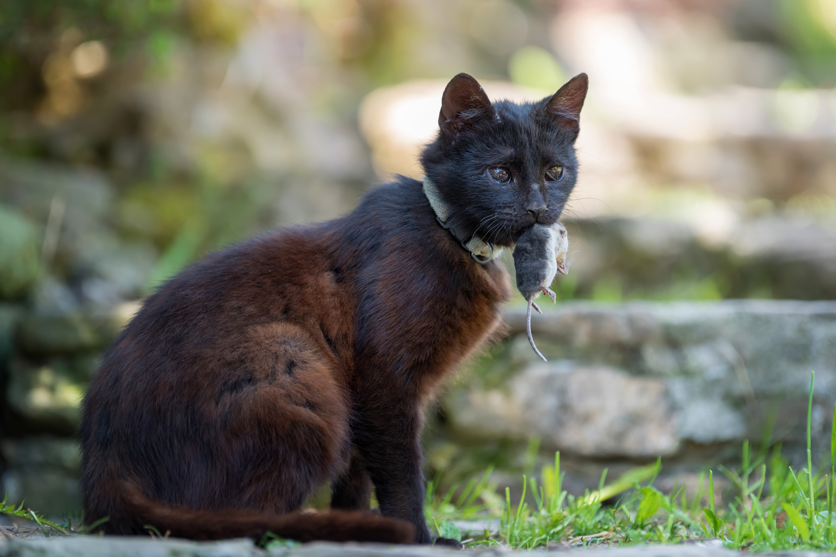 Wenn Katzen jagen – Alles rund ums Jagdverhalten der Katze | zooplus