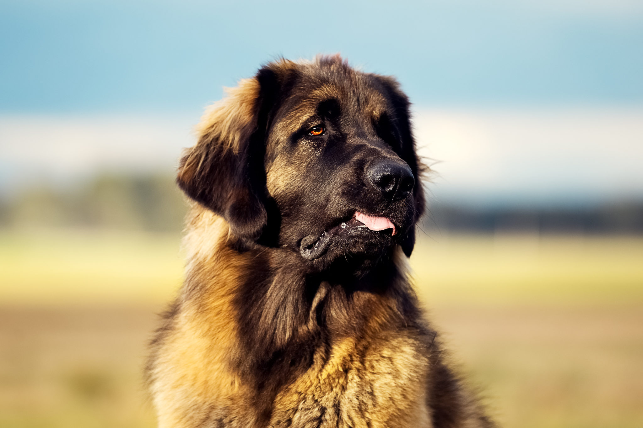 Leonberger Hund Charakter, Größe &amp; Pflege Rassebeschreibung